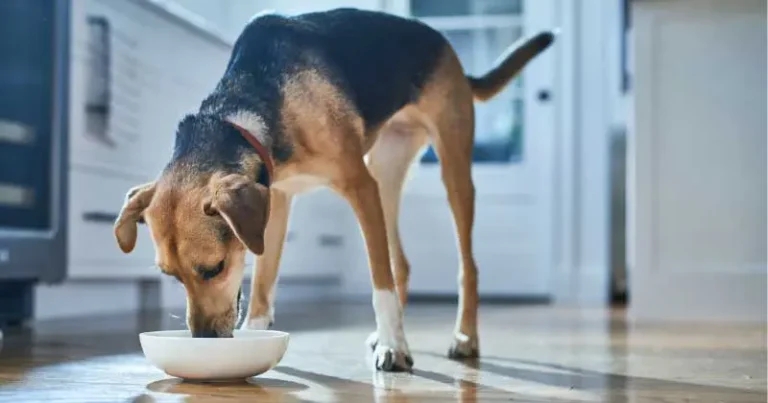 Hill’s ActivBiome+ Technology supports microbiome health in dogs and cats