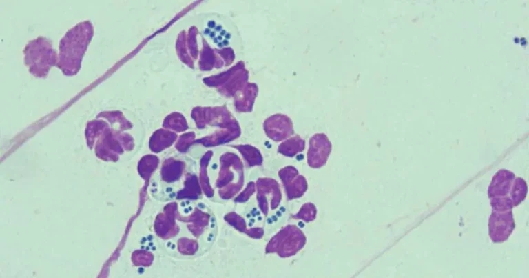 From skin to stewardship: guidelines for canine pyoderma