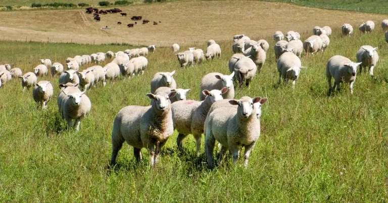 VetSkill announces new equine, farm animal SQP qualifications