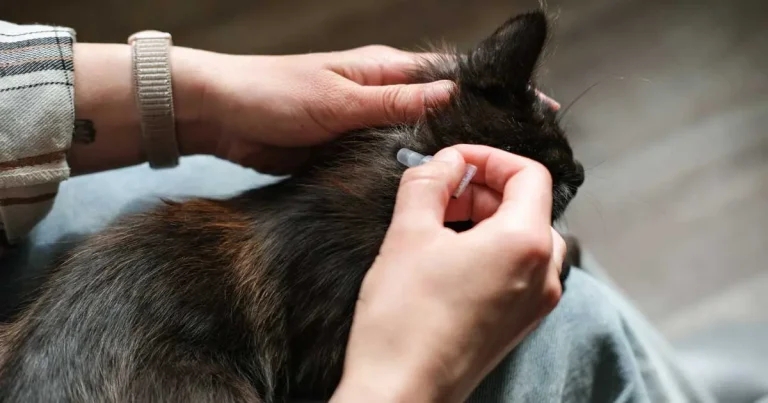 MP urges POM-V status for all spot-on pet treatments