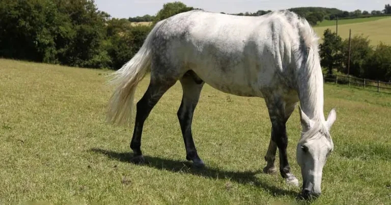 Masterclass webinar series to probe equine parasite control