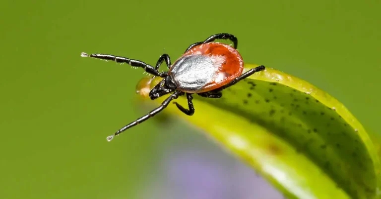 Changing face of European ticks