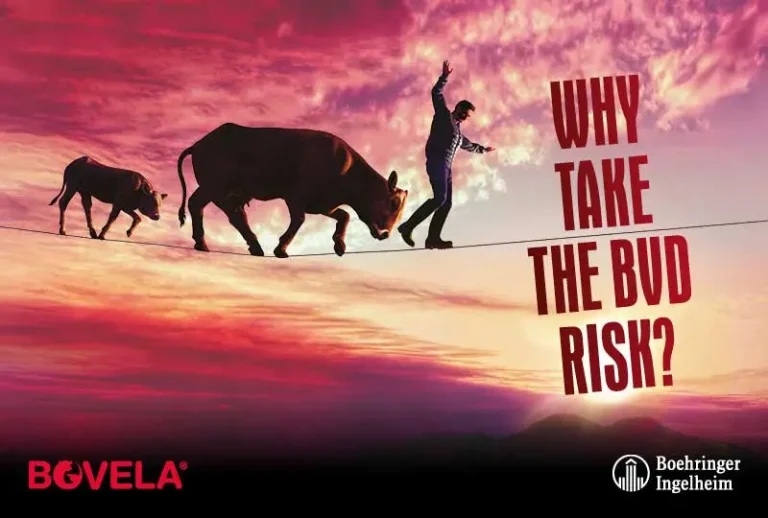 BVD control on-farm remains a variable picture