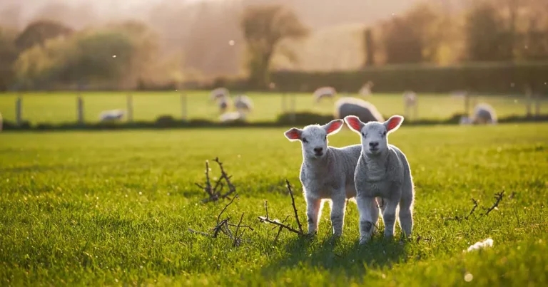 Benchmarking nutrition and body condition for productivity