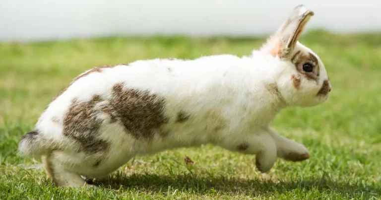 Rabbits: main clinical challenges