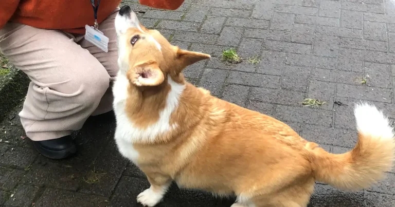 Corgi owners urged to join degenerative myelopathy study