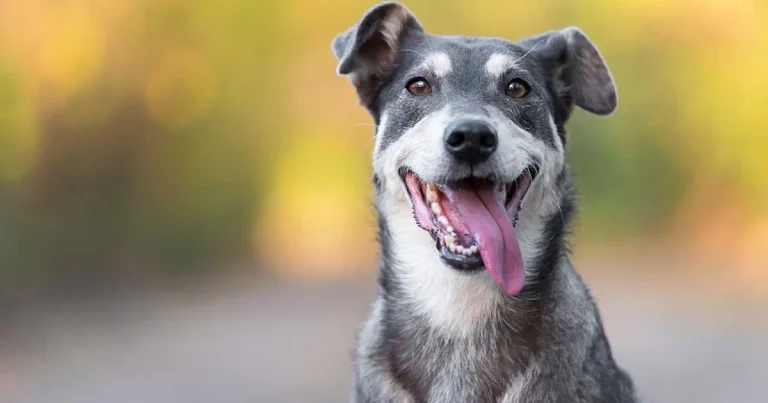 Retrospective case series on functional dyspepsia in dogs