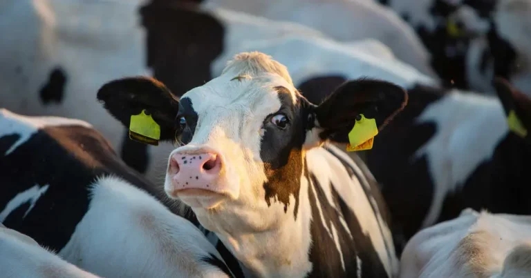 Scours: communication tips for vets collaborating with farmers