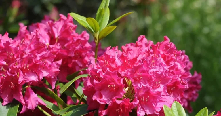 Rhododendron L and azalea: toxic to dogs, toxic to cats