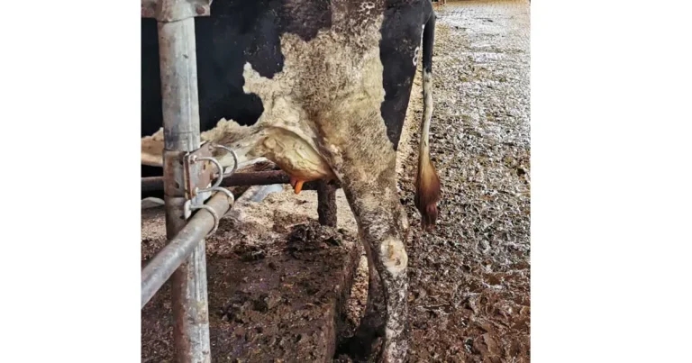 Importance of targeting cow cleanliness in mastitis control