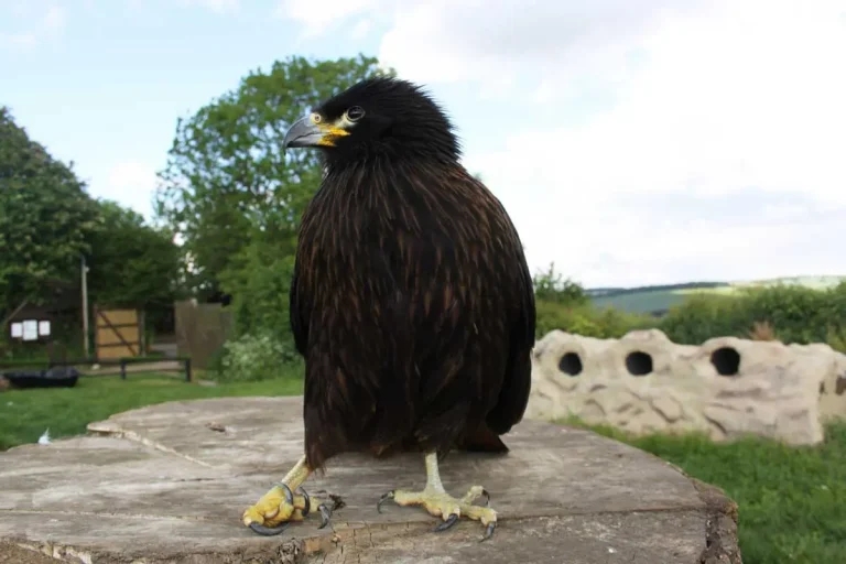 Experimental treatment for strokes in birds of prey