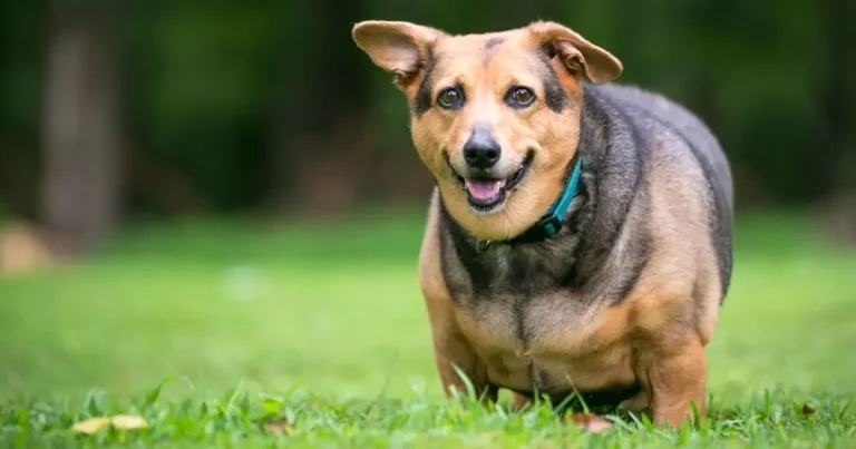 Study links canine obesity and eye pressure