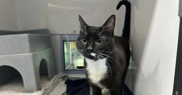 Eight cats died in wheelie bin horror, court told