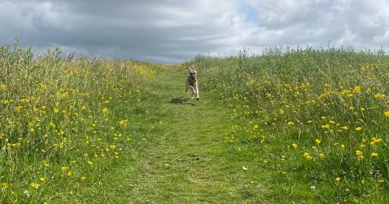 Importance of recognising the early signs of osteoarthritis