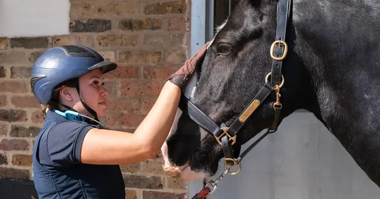 BEVA updates euthanasia guidelines for insured horses