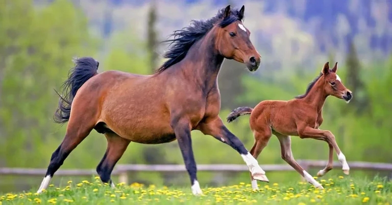 Vaccination at all life stages and education tips for horse owners