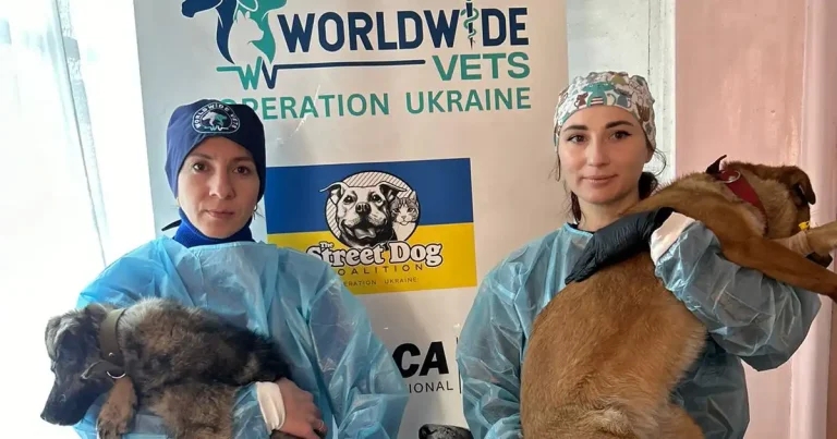 Vets lead record-breaking spay day in Ukraine