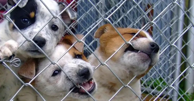 ‘Don’t underestimate illegal puppy trade’, SSPCA warns