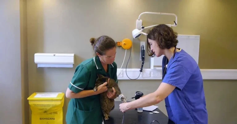 Cat screenings urged in feline hypertension awareness campaign