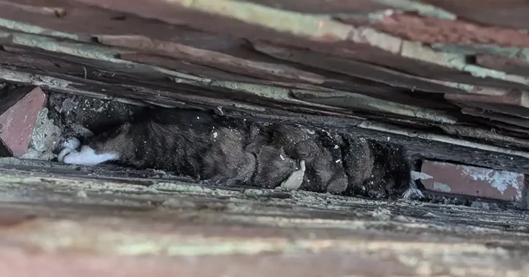 Another brick in the wall: dramatic rescue for AWOL Alfie