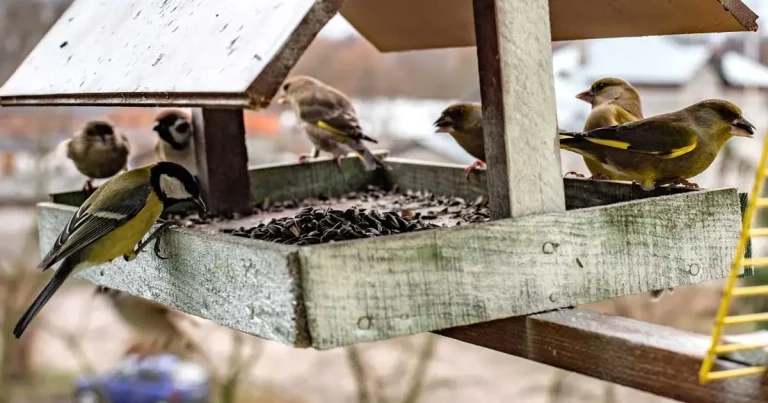 Vet group urges caution over new bird feeding guidance