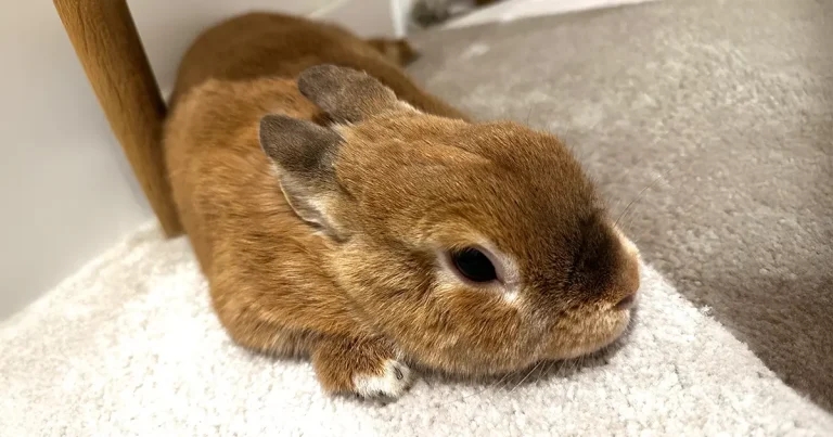 Brumpy jumping for joy this Easter after vets save shattered leg