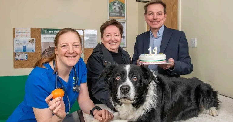 Vet saves dog from 1.2kg tumour found after free health check