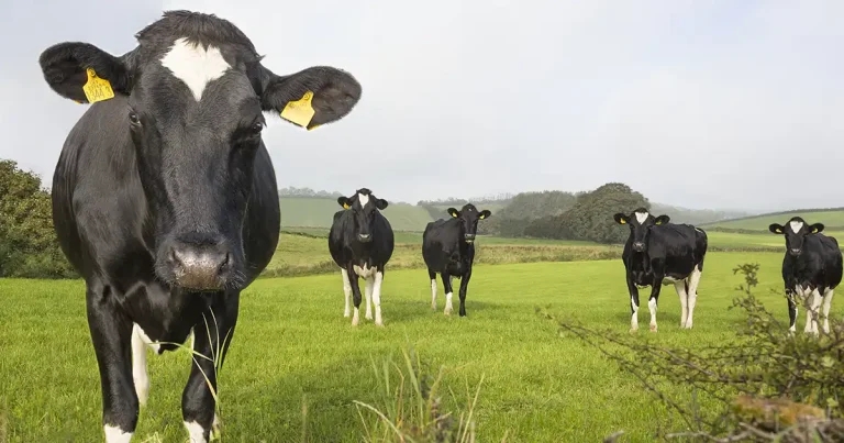 Vets urged to talk season-long parasite control with farming clients
