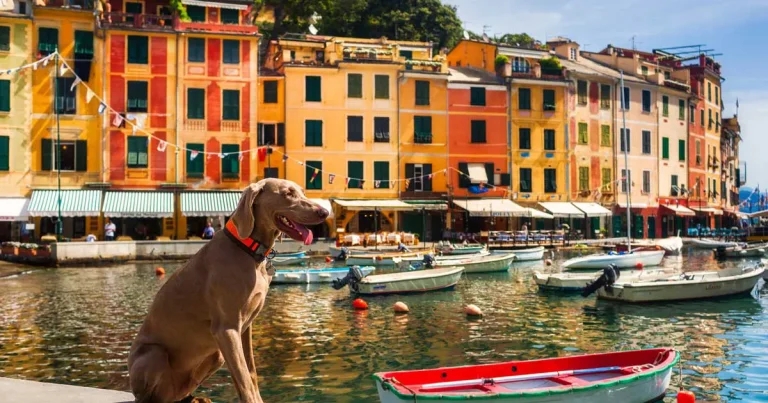 Summer here we come: advice to provide clients on pet travel