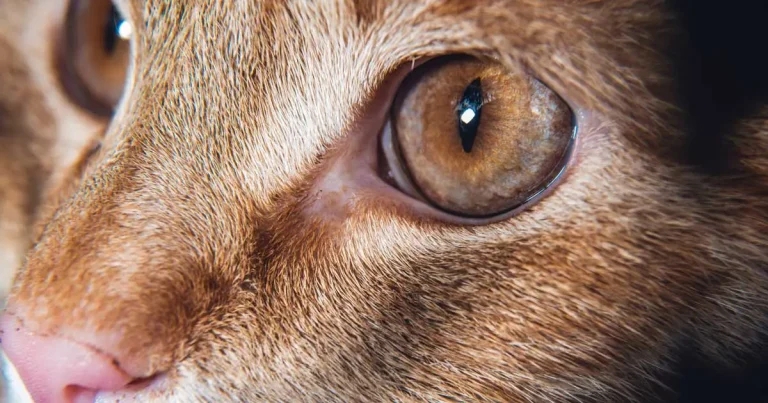 Extreme cat breed popularity a ‘ticking time bomb’, charity warns