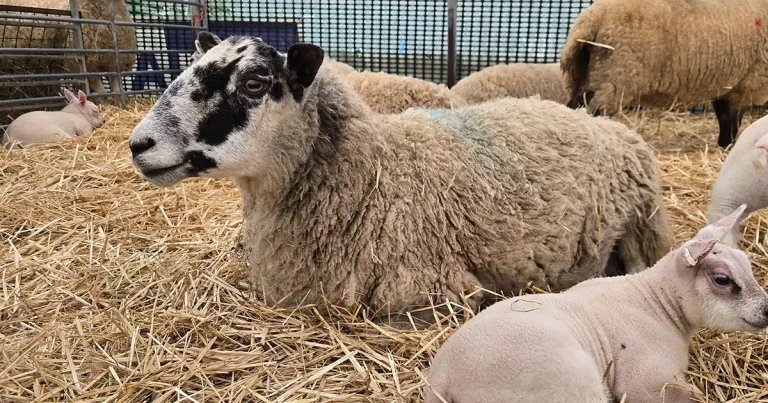 Vets urged to share lambing survey