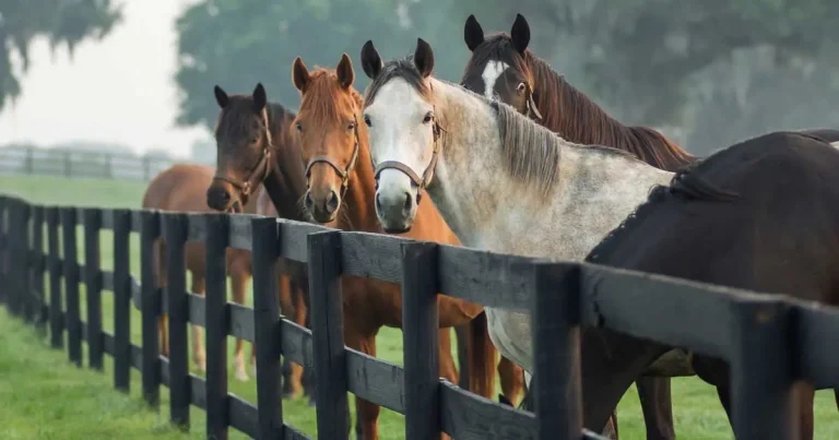 Risk strategies for evidence-based endoparasite control in UK horses