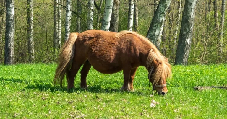 Horses: update on obesity issues