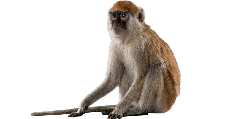 Abandonment fear as new primate legislation comes into force