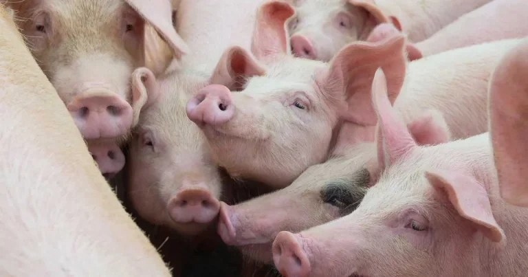 US$3m issued in antibiotic research grants