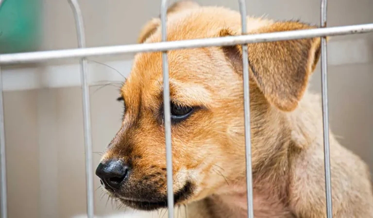 Puppies don’t escape a low welfare start to life – study