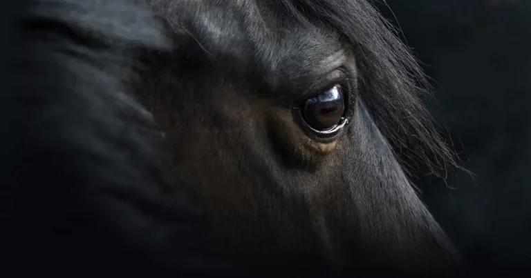 Diagnosis and management of equine gastric disease updates