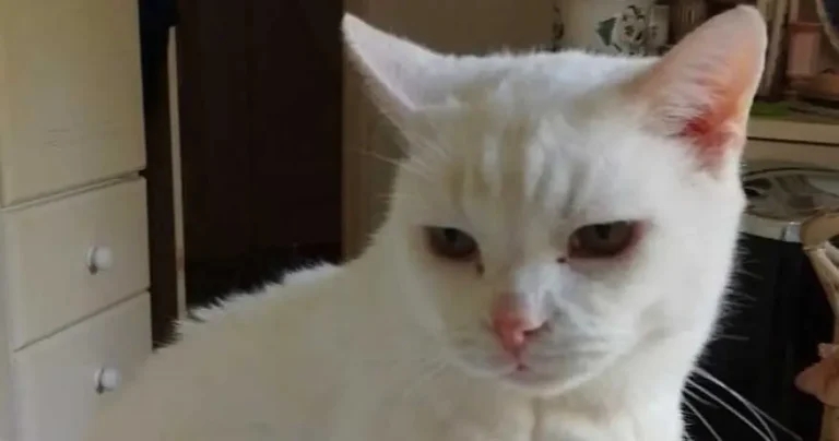 Better strategies for managing chronic kidney disease in cats