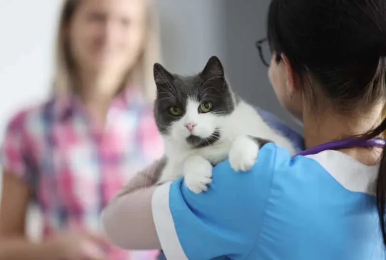 Growing crisis of pet obesity and mobility