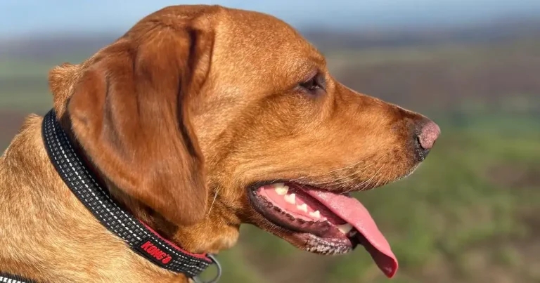 Perfect recovery for pup Purdey after ‘incredibly rare’ brain tumour