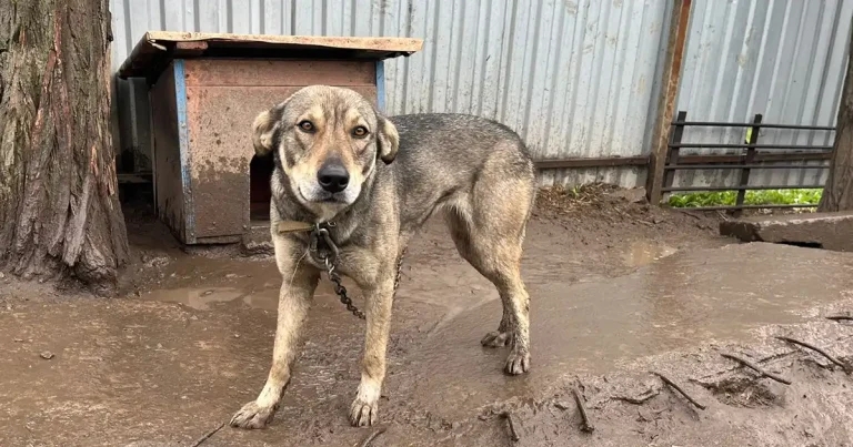 Nowzad launches emergency Ukraine animal evacuation