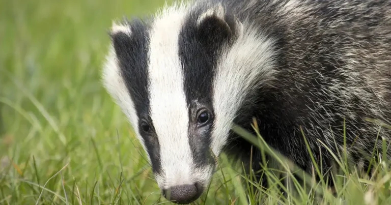 New bTB badger vaccination plan unveiled
