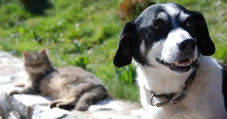 Charities unite in new microchip plea