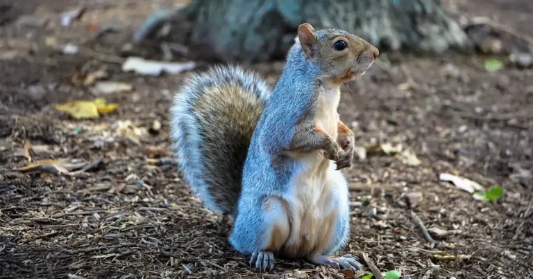 Royal support for squirrel contraceptive plan