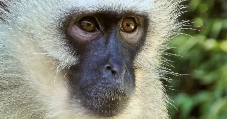 Abandonment fear as new primate legislation comes into force