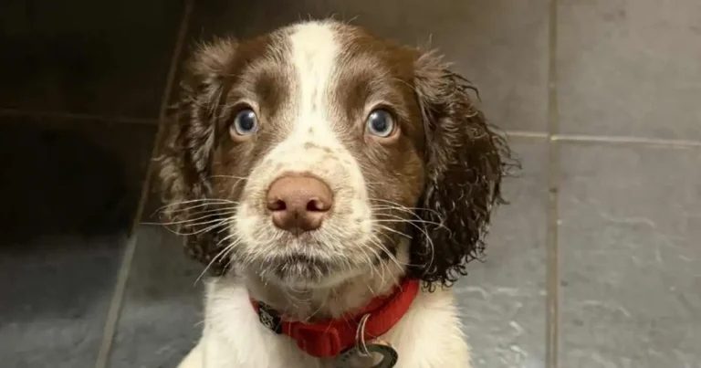 River becomes Generation Pup’s 10,000th and final recruit