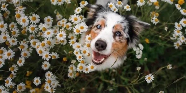 Beyond the brush: how Hill’s Dental Kibble technology supports periodontal health
