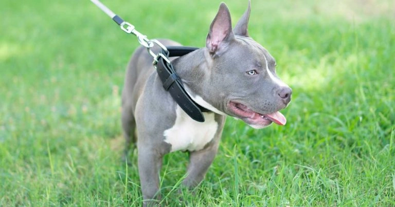 Rise in pocket bully dogs ‘inevitable’, experts warn