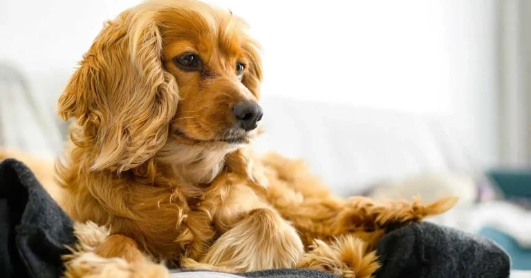 10-minute behaviour consult: separation anxiety