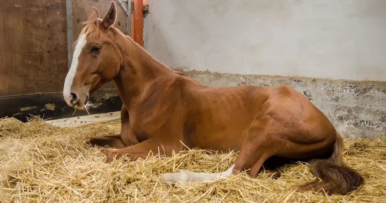 Vets invited to equine glandular gastric disease study